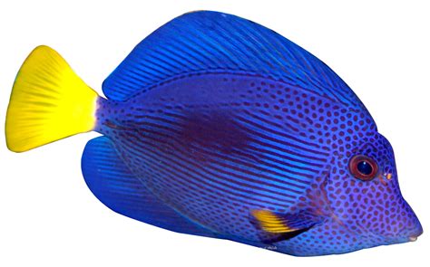 Colored Fish PNG Images With Transparent Background .